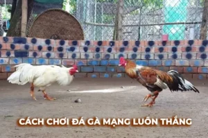 Bí Quyết Chơi Đá Gà Sabong Tại EU88 Đỉnh Cao Giúp Bạn Săn Thưởng Khủng