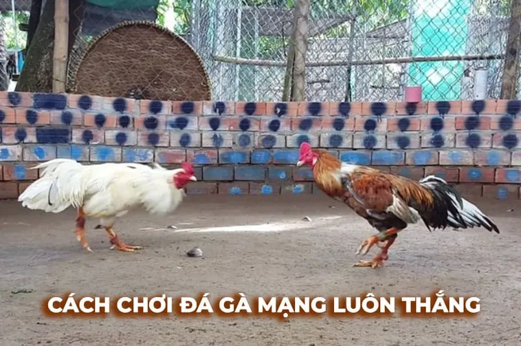 Bí Quyết Chơi Đá Gà Sabong Tại EU88 Đỉnh Cao Giúp Bạn Săn Thưởng Khủng 1 Bí Quyết Chơi Đá Gà Sabong Tại EU88 Đỉnh Cao Giúp Bạn Săn Thưởng Khủng